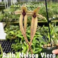 Image result for Bulbophyllum X chikukwa