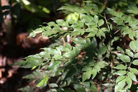 Image result for Adenocalymma