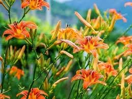 Be sure to ask an expert at your local nursery which strain will work best for you. 21 Easy Perennials To Plant In Canada Chatelaine