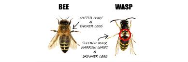 Wasps Bee Control How To Get Rid Of Wasps And Bees Diy Wasp Bee Treatment Guide Solutions Pest Lawn