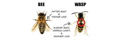 Distilled vinegar is an excellent repellent and could keep the bees away without using harsh chemicals. Wasps Bee Control How To Get Rid Of Wasps And Bees Diy Wasp Bee Treatment Guide Solutions Pest Lawn
