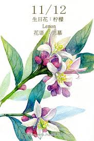 每日一花11 12 生日花 haru hello watercolor landscape paintings watercolor illustration floral watercolor