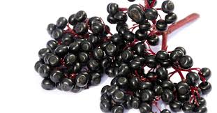 We did not find results for: Elderberry Health Benefits Uses And Risks