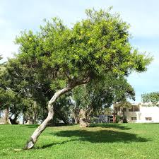 Image result for Cascabela thevetia