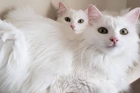 Turkish Angora Cat Summer Home Turkish Angora Cat In 2020 Angora Cats Turkish Angora Cat Pet Kitten