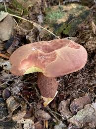 Image result for Boletus badius
