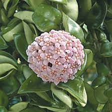 Rare Plants For Unusual
