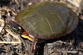 The largest subspecies is the western painted turtle (c. Painted Turtle Chrysemys Picta Ontario Turtle Conservation Centre