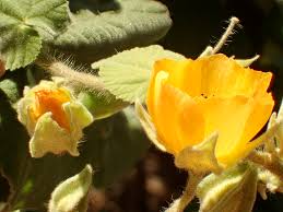 Image result for Abutilon grandiflorum