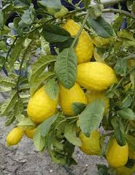 Image result for Citrus medica