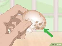 These cells invade and destroy healthy body cells leading to a. 3 Ways To Tell If Mushrooms Are Bad Wikihow