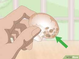 Mushrooms are an amazing food which can be cooked in so many ways! 3 Ways To Tell If Mushrooms Are Bad Wikihow