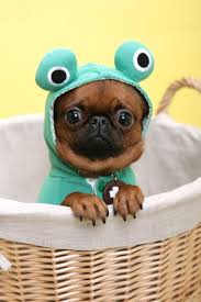 Community Post The Cutest Animals You Have Ever Seen Cute Animals Pets Cute Dogs