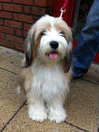 Gorgeous Tibetan Terrier Dogs Tibetan Terrier Beautiful Dogs