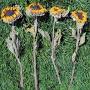 Profile Picture of Dried Sunflowers Bunch - Largeon Google