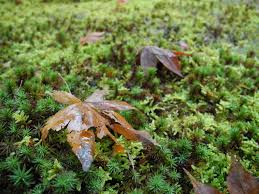 Warnanya sangat cantik karena didominasi ungu muda, biru muda, dan merah muda. Unduh 6200 Koleksi Gambar Flora Fauna Di Jepang Paling Baru Hd Pixabay Pro