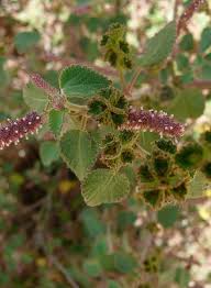 Image result for Acalypha paucifolia
