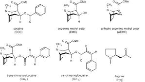 Image result for Nectaropetalum carvalhoi