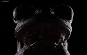 Image result for Hyloscirtus criptico