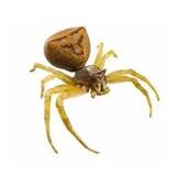 Crab Spiders - Nature's Way Pest Control