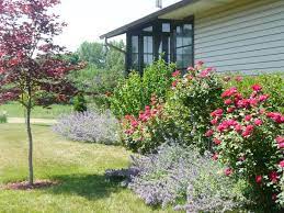 Japanese Maple Knockout Roses And Catmint Side Garden 2012 Knockout Roses Knockout Roses And Salvia Side Garden