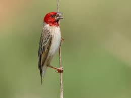 Image result for Ascolepis erythrocephala