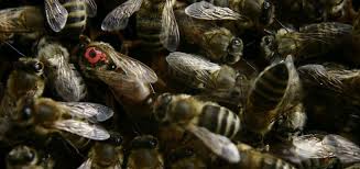 See more ideas about queen bees, bee tattoo, bee. How Long Do Queen Bees Live Beehivehero