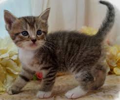 The price for a kitten of munchkin breed starts from 700 dollars (25 000 rubles). Munchkin Napoleon Kitten Breeders In Iowa Picket Fence Munchkins