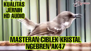 Burung milik pax eko faba faba sf pecangakan comal bersatu pemalang jawa tengah thailand. Masteran Burung Ciblek Kristal Full Nembak Ak47 Audio Hd Youtube