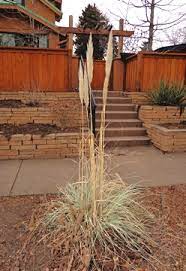 Tall ornamental grasses are a great addition to any landscaping. Will The Real Pampas Grass Please Stand Up Denver Botanic Gardens