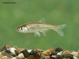 Image result for Leucas princei