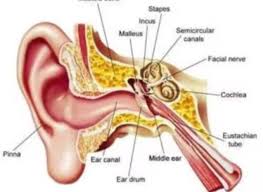 Image result for Mastoiditis