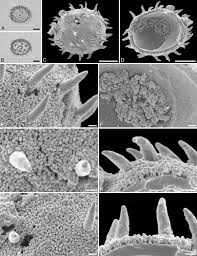 Image result for Oldfieldia dactylophylla