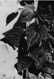 Anthurium clidemioides