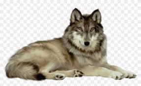 It's always fun to see the natural beauty of wolves in their natural habitats, whether it's in remote environments, as on a safari, in zoos or by the side of the road. Free Png Download Transparent Wolf Png Images Background Wolf Png Clipart 596098 Pikpng