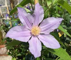 Check spelling or type a new query. Diversifolia Star River Chelsea Flower Show Flower Show Chelsea Flower