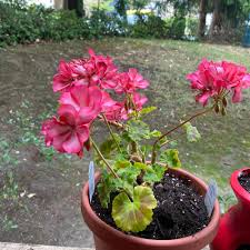 Image result for Geranium vagans