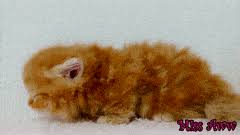 Despite their attractive features that add value to your life, the. Best Fluffy Kitty Gifs Gfycat