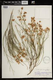 Image result for Gnidia chrysantha