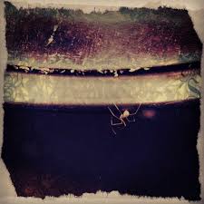 Tiny White Spider Found Him Hiding Inside A Ceiling Light When I Went To Change The Bulb Ceiling Lights Bulb Household