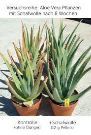 1x aloe vera pflanze, 45cm reine pflanzenhöhe, 1x große pflanze, aloevera. Aloe Vera Zentrum Bio Schafwoll Dunger