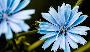 Image result for Cichorium