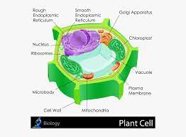 The diagram below represents a plant cell. Plant Cell Png Transparent Png Kindpng