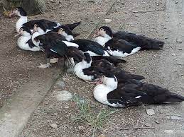 Maybe you would like to learn more about one of these? Maintaining Duck Serati For Defense Family Food Needs Bilingual Steemit