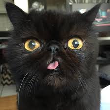 International Cat Day 10 Adorable Cats To Follow Right Meow Hashtag Legend