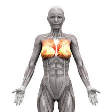 However, our primary focus is on the chest's anatomy or the chest's main muscles in this section. Chest Muscles Pectoralis Major And Minor Anatomy Muscles Iso Stock Illustration Illustration Of Standing Minor 71503436