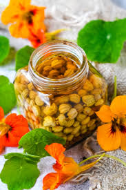 Image result for Nectaropetalum