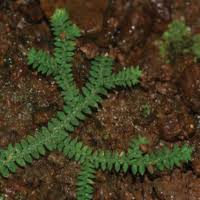 Image result for Selaginella mittenii