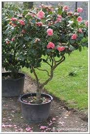 Camellia Care Camellia Tree Camelia Tree Evergreen Plants