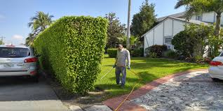 Have you been looking for more information about pest control west palm beach fl? Kill Roaches And Ants O Hara Pest Control West Palm Beach Florida O Hara Pest Contol Eliminates Roaches And Ants Indoors And Outdoors Ohara Pest Control
